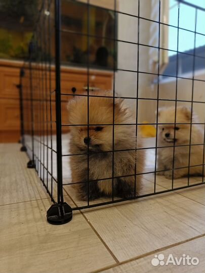 Малыши шпицы