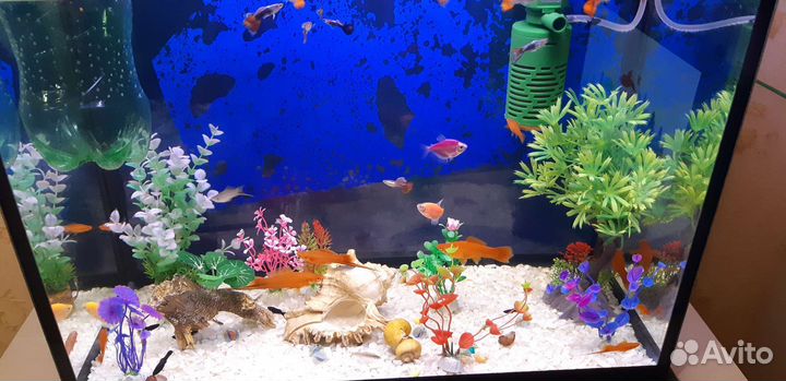 Аквариумные рыбки