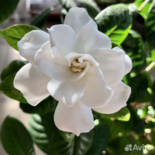 Гардения жасминовидная