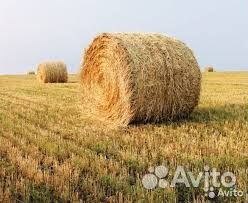 Солома пшеничная. Заготовлена август 2024г