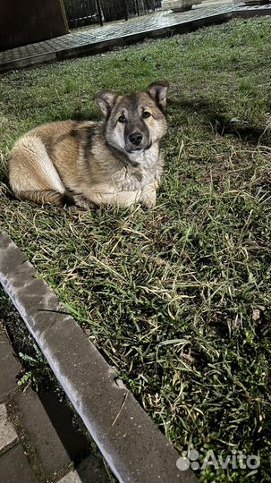 Щенок мальчик