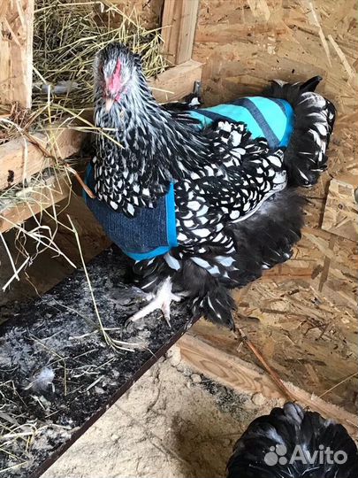 Попоны для кур, индеек