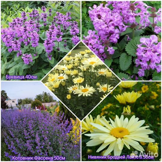 Флоксы Хоста Вероника Гейхеры Садовые растения