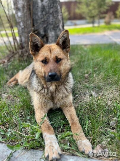 Буля ищет дом