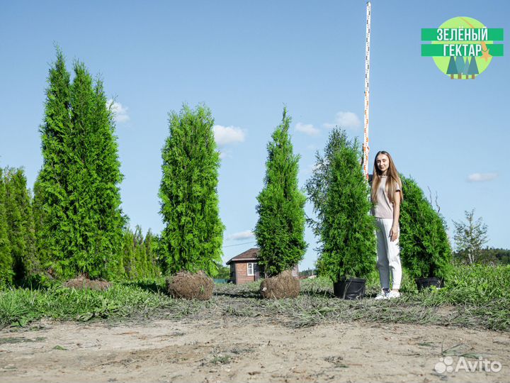 Туи колумна 140 см свежая копка 2023