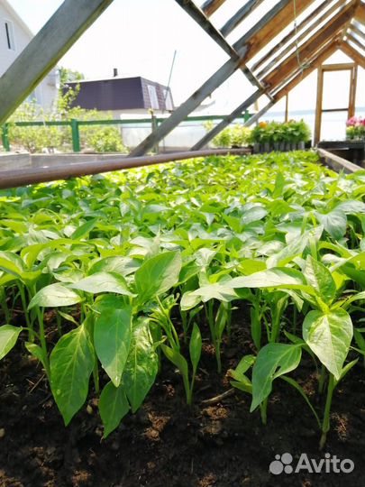 Рассада помидоры,перец,баклажаны.Цветы