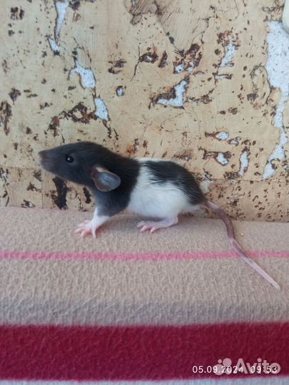 Крысы, крысята дамбо от заводчика, клетки