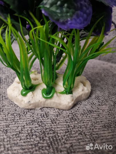 Растения в аквариум