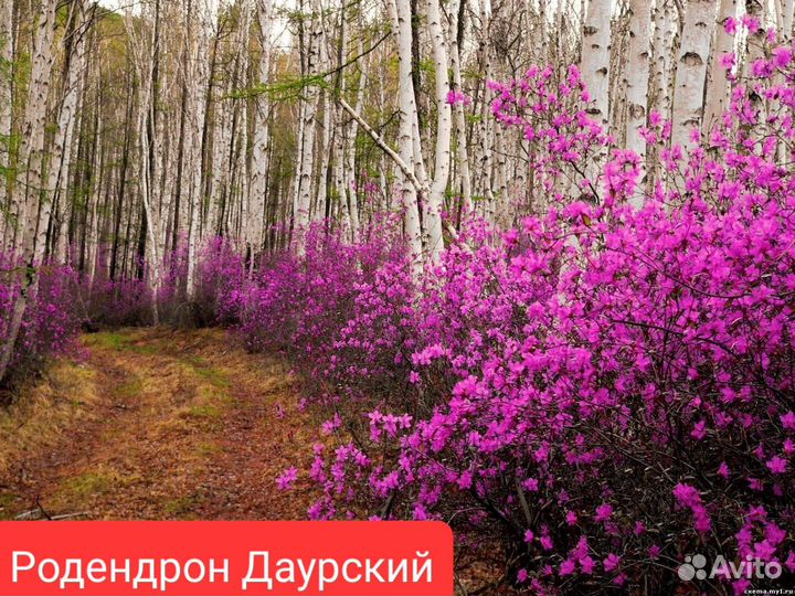 Семена Шелковицы,Сакуры,Катальпы