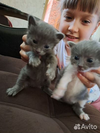 Вислоухие котята в добрые руки