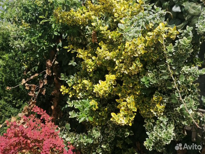 Садовые растения