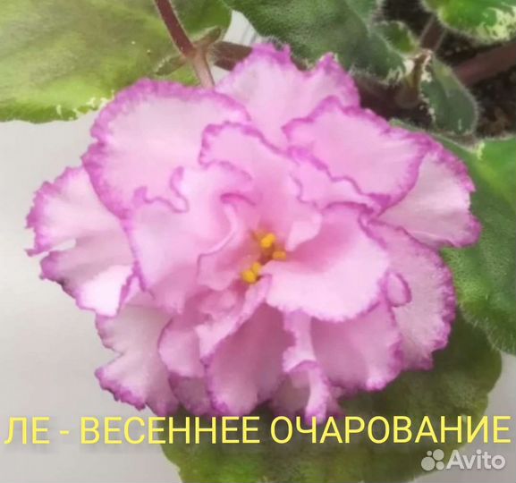 Укорененные листики фиалок в стаканчиках