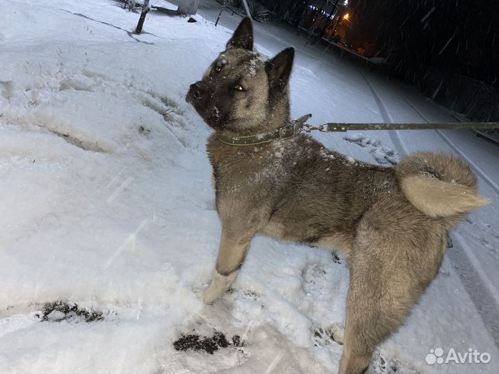 Американская акита вязка