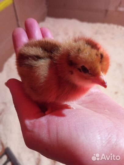 Цыплята суточные Ломан Браун, Ред Бро, Голошейка