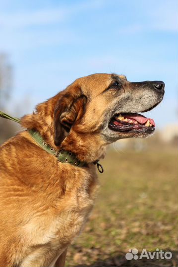 Мечтает стать домашним