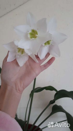 Эухарис амазонская лилия