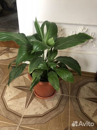 Цветок женское счастье