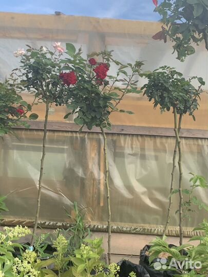 Роза на штамбе