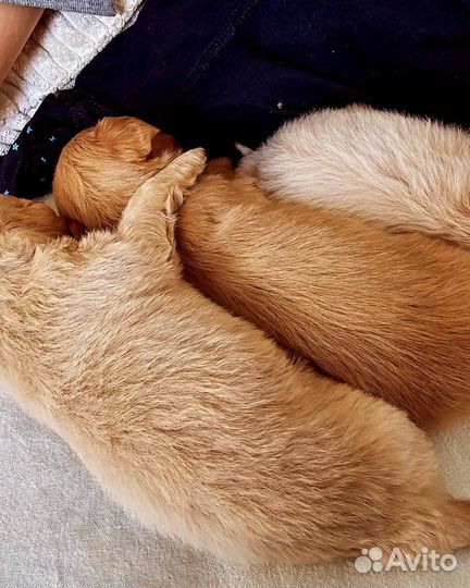 Мальтипу мини