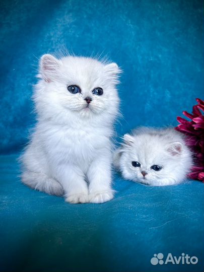 Персидские котята, персидские шиншилллы