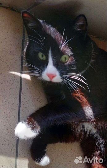 Котик забавный и ласковый