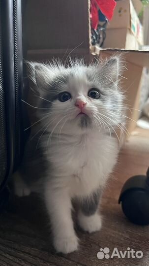 Милые котята, девочки
