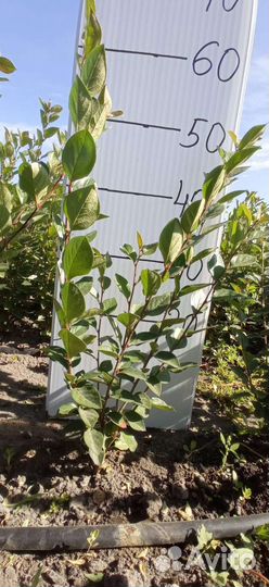 Кизильник блестящий