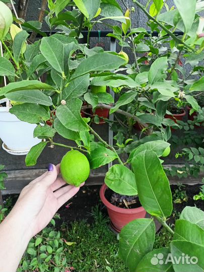 Саженцы лимона