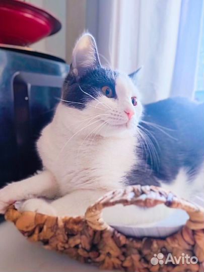 Выкинули котят