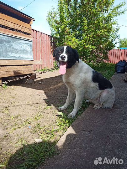 Собаки бесплатно в добрые руки