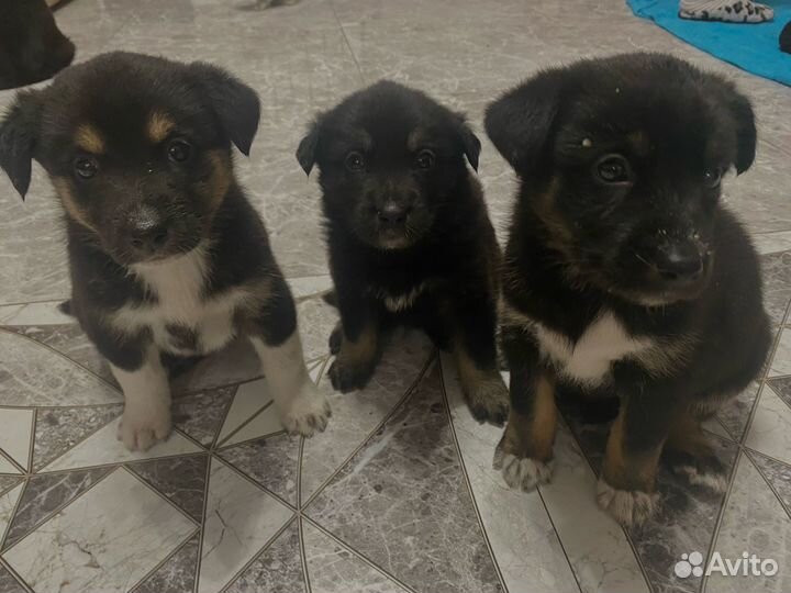 Щенки помесь овчарка с хаски