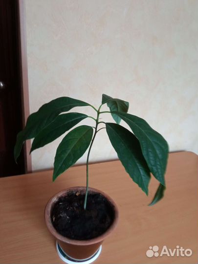 Авокадо, дерево