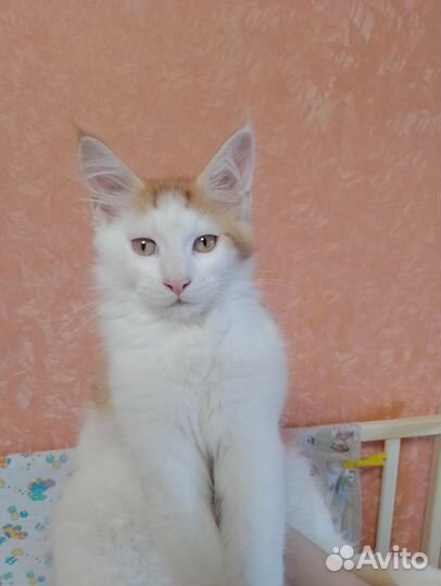 Котята мейн-кун классика