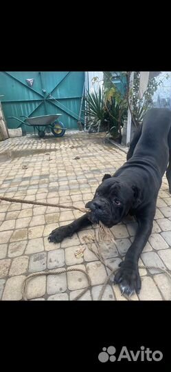 Кане Корсо вязка