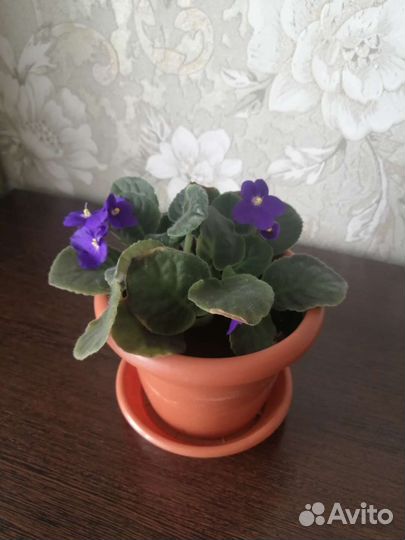 Цветы комнатные