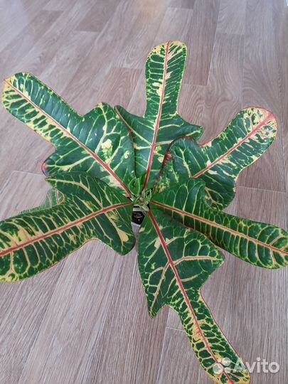 Кодиеум кротон Экселент