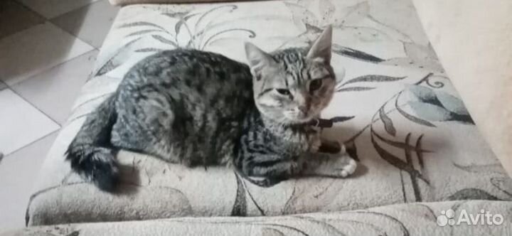 Котята в добрые руки мальчик и девочка