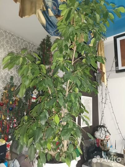 Фикус бенджамина большой