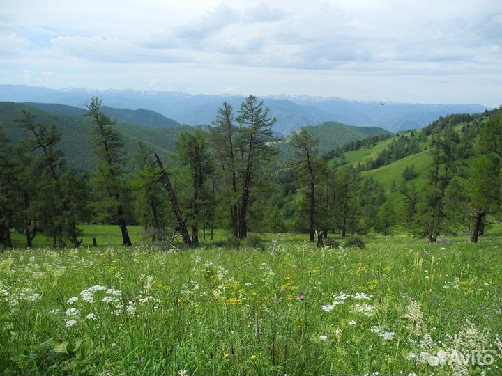 Экскурсия за видами Белухи
