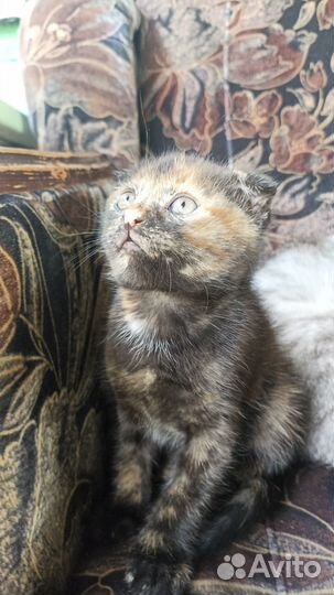 Отдам котят