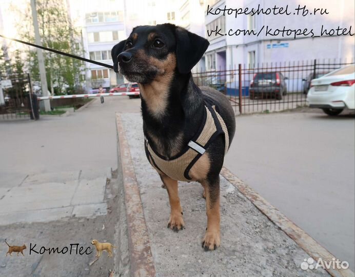 Котопёс гостиница для животных