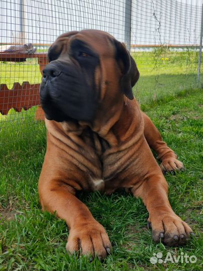 Щенки бурбуля