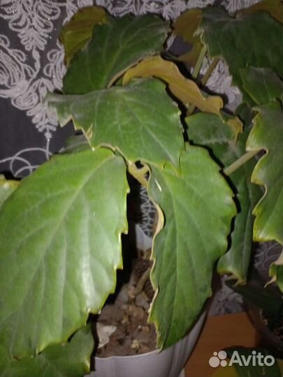 Тетростигма и другие комнатные цветы