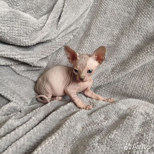 Канадский сфинкс котенок девочка