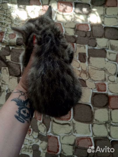 Котик и кошка