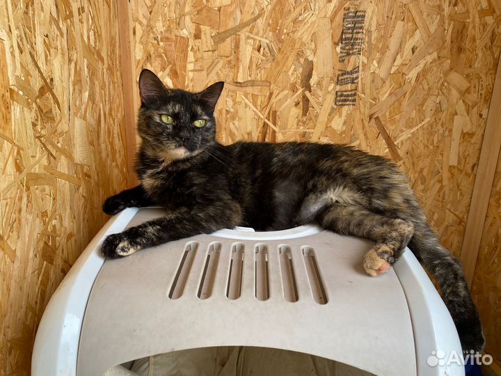 Ласковая Анабель ждет своего человека