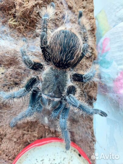 Пауки птицееды