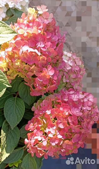 Гортензия Самарская лидия гарантия сортности