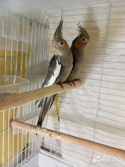 Попугай корелла, птенцы от 2-х месяцев,мальчишки