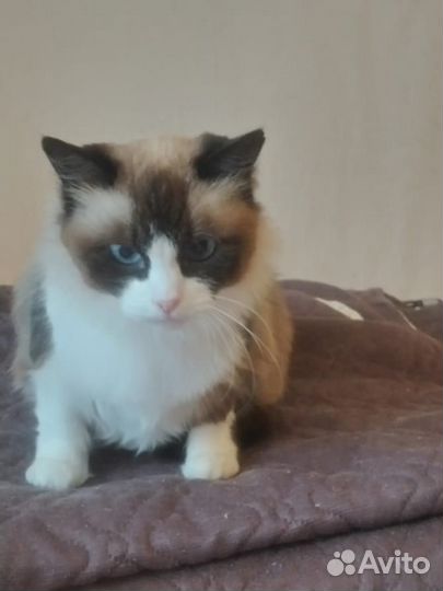 Кошечка в поисках дома